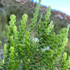 Image result for Cliffortia