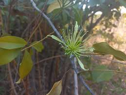 Image result for Ritchiea