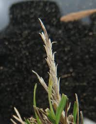 Image result for Oropetium capense