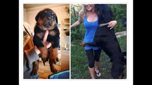 According to the american kennel club official rottweiler standards, rottweilers should appear longer than tall. When Do Rottweilers Stop Growing How Big Do They Get Let S Get Pets