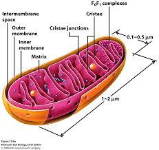 We did not find results for: Mitochondria Animal Cell Definition