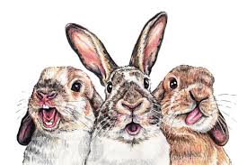 Funny Faces Rabbit Art Bunny Art Rabbit Drawing
