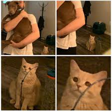 Sad british cat hd wallpaper. Jealous Betrayed Cat Cat Sad Freshmemetemplates