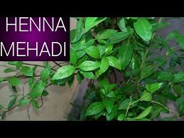 Beautiful, received and have flowers already. How To Grow Care Uses Mehdi Henna Plant Lawsonia Inermis Youtube