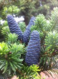 Korean Fir Cones Abis Koreana Lippetal Abies Koreana Fairy Garden Plants Conifer Trees