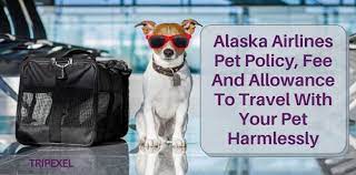 Pets in the cabin customers must be 18 years or older to travel with pet in the cabin. Alaska Airlines Pet Policy Fee And Allowance To Travel With Your Pet