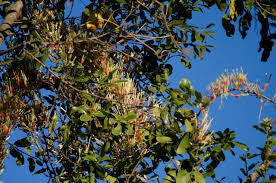 Image result for Tapinanthus