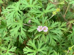 アメリカフウロ - 愛すべき雑草たち