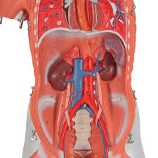 This is a table of skeletal muscles of the human anatomy. Anatomical Teaching Models Plastic Human Muscle Models Female Muscle Figure