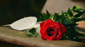 Beautiful Happy Roses Day Wallpapers Images Free Download In Hd Rose Flower Photos Good Morning Rose Images Good Morning Roses