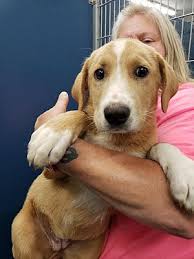 Use petfinder to find adoptable pets in your area. Henderson Nc Labrador Retriever Meet Blondie A Pet For Adoption Dog Adoption Pet Adoption Poodle Puppy