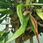 Image result for Elaphoglossum acrostichoides