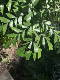 Image result for Caryota urens