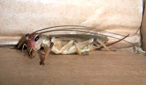 Find cricket brown's phone number, address, and email on spokeo, the leading online directory for contact information. File Aust Brown Field Cricket Jpg Wikimedia Commons