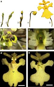 Brighten someone's day with beautiful flowers, personalized gifts & more. Exploring The Evolutionary Origin Of Floral Organs Of Erycina Pusilla An Emerging Orchid Model System Bmc Ecology And Evolution Full Text