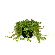 Image result for Pilea johnstonii