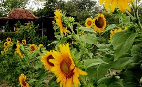 Lihat ide lainnya tentang bunga matahari, bunga, matahari. Menikmati Liburan Seru Di Kebun Bunga Matahari Bantul