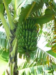 Image result for matooke