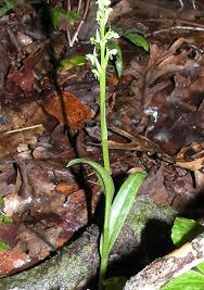 Image result for Olax aschersoniana