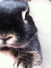 Bunny S Close Up Portrait Cuddly Animals Animals Beautiful Cute Bunny