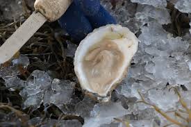 Maine Seafood Guide Oysters Maine Sea Grant University