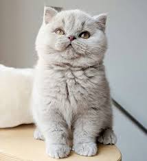 British Shorthair Kitten Scottish Shorthair Kitten Cute Light Grey Fluffy Kitt British Shorthair K Cats British Shorthair Kittens Cute Cats And Kittens