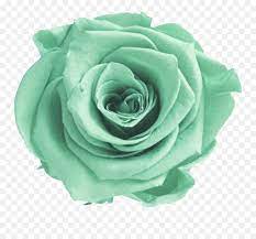 Maybe you would like to learn more about one of these? Download Mint Flower Png Picture Aesthetic Green Flower Green Flower Png Flower Transparent Background Free Transparent Png Images Pngaaa Com