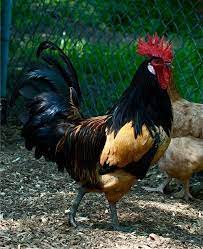 Domesticated males of the species gallus gallus: Most Handsome Roosters Contest Chickens Backyard Beautiful Chickens Rooster