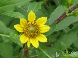 Image result for foto Dvouzubec