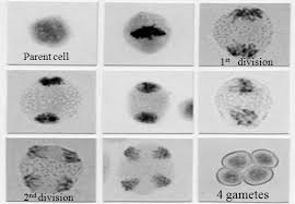 Biology Exams 4 U Meiosis Mitosis Mitosis Meiosis