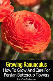 Growing Ranunculus Growing And Care For Persian Buttercup Flowers Buttercup Flower Ranunculus Flowers Persian Buttercup