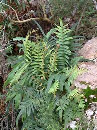 Image result for Pteris commutata