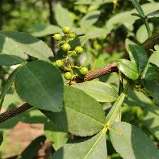 Image result for Zanthoxylum sp. A