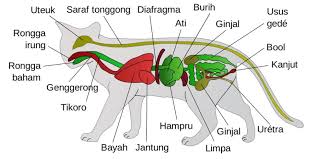 Check spelling or type a new query. 7 Klasifikasi Dan Fakta Ilmiah Tentang Kucing Lengkap