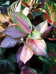 Pin On Aglaonema Hybrids Collection