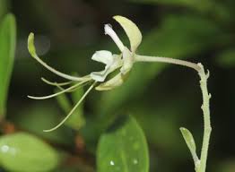 Image result for Cadaba kirkii