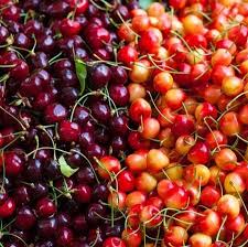 Great savings & free delivery / collection on many items. 4 In 1 Cherry Tree Fast Growing Trees Dwarf Fruit Trees Cherry Tree