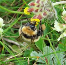 Image result for Bombus distinguendus