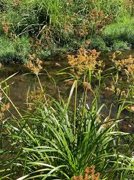 Image result for Cyperus dives