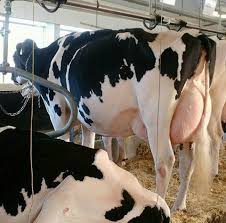Compre já iman vaca açores 4 e outros produtos semelhantes na loja do adriano! Vacas Dos Acores Posts Facebook