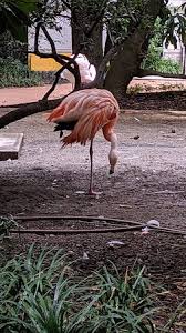 Update zum saisonbeginn marktwerte brasilien: Flamengos At Villa Invernizzi Picture Of Villa Invernizzi Milan Tripadvisor