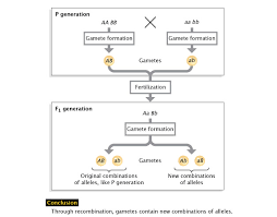Genetic Recombination And Gene Mapping | Learn Science At Scitable