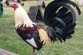 Sabung Ayam Filipina Ternak Ayam Ayam Jantan Ayam