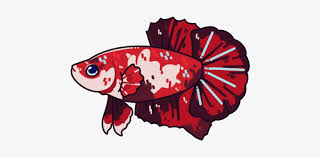 Hence the name) # goldfish # cleaner (oscar) fish # ghost fish. Betta Betta Fish Siamese Fighting Fish Fishblr Fish Illustration Transparent Png 500x500 Free Download On Nicepng