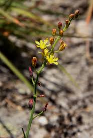 Image result for Eriospermaceae