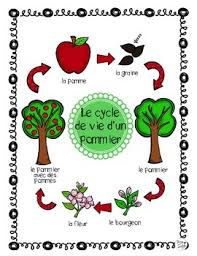 A colony appears as a cottony mass generally clustered in wounds and pruning scars on the trunk and branches of the tree. Apple Tree Life Cycle French Le Cycle De Vie D Un Pommier Tpt