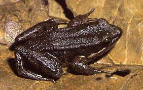 Image result for Hippocratea ritschardii