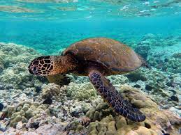 2,488 likes · 10 talking about this. Aktiviti Dan Tempat Menarik Di Pulau Redang Panduan Lengkap