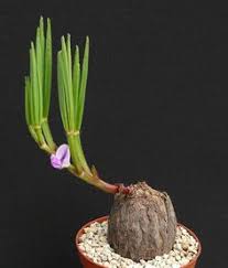 Image result for Dolichos kilimandscharicus