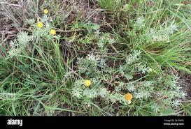 Image result for Pentzia